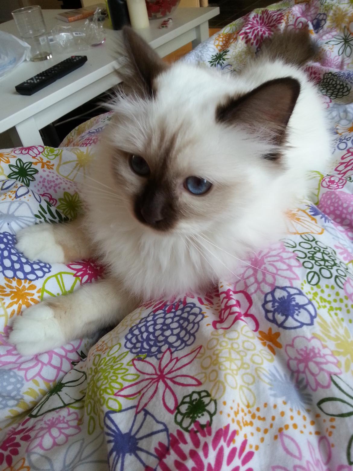 Hellig Birma Flicka - Putte-pigen :D billede 8