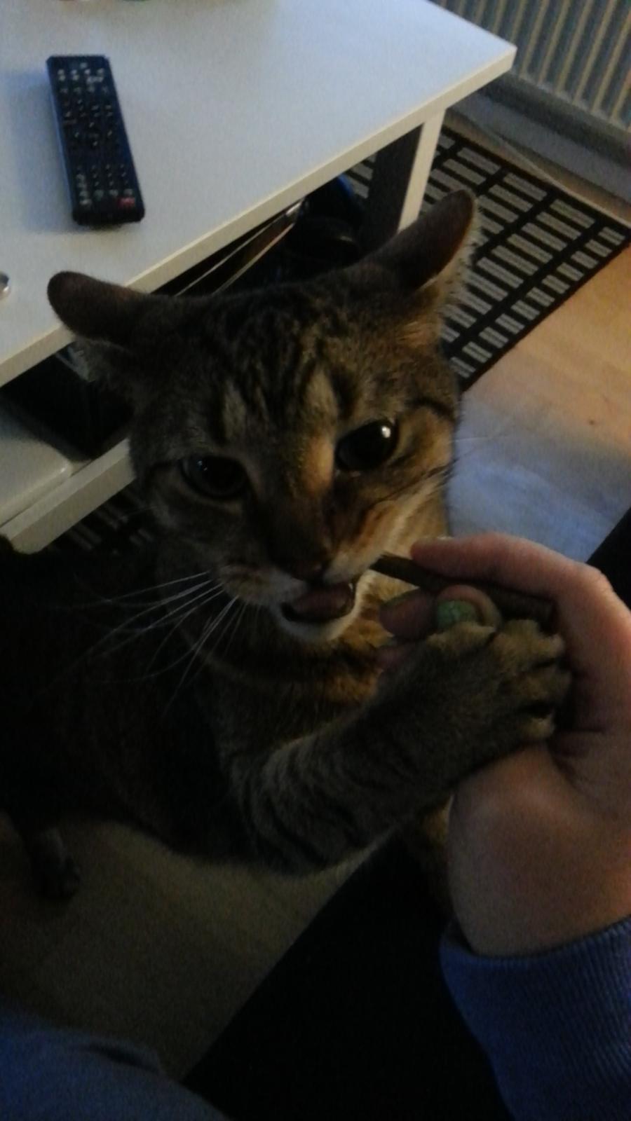 Huskat Tigermis billede 4