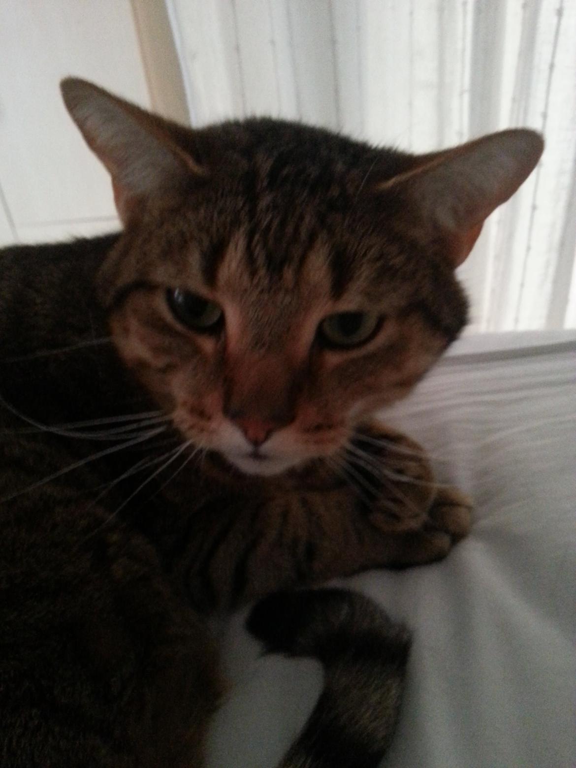 Huskat Tigermis billede 5