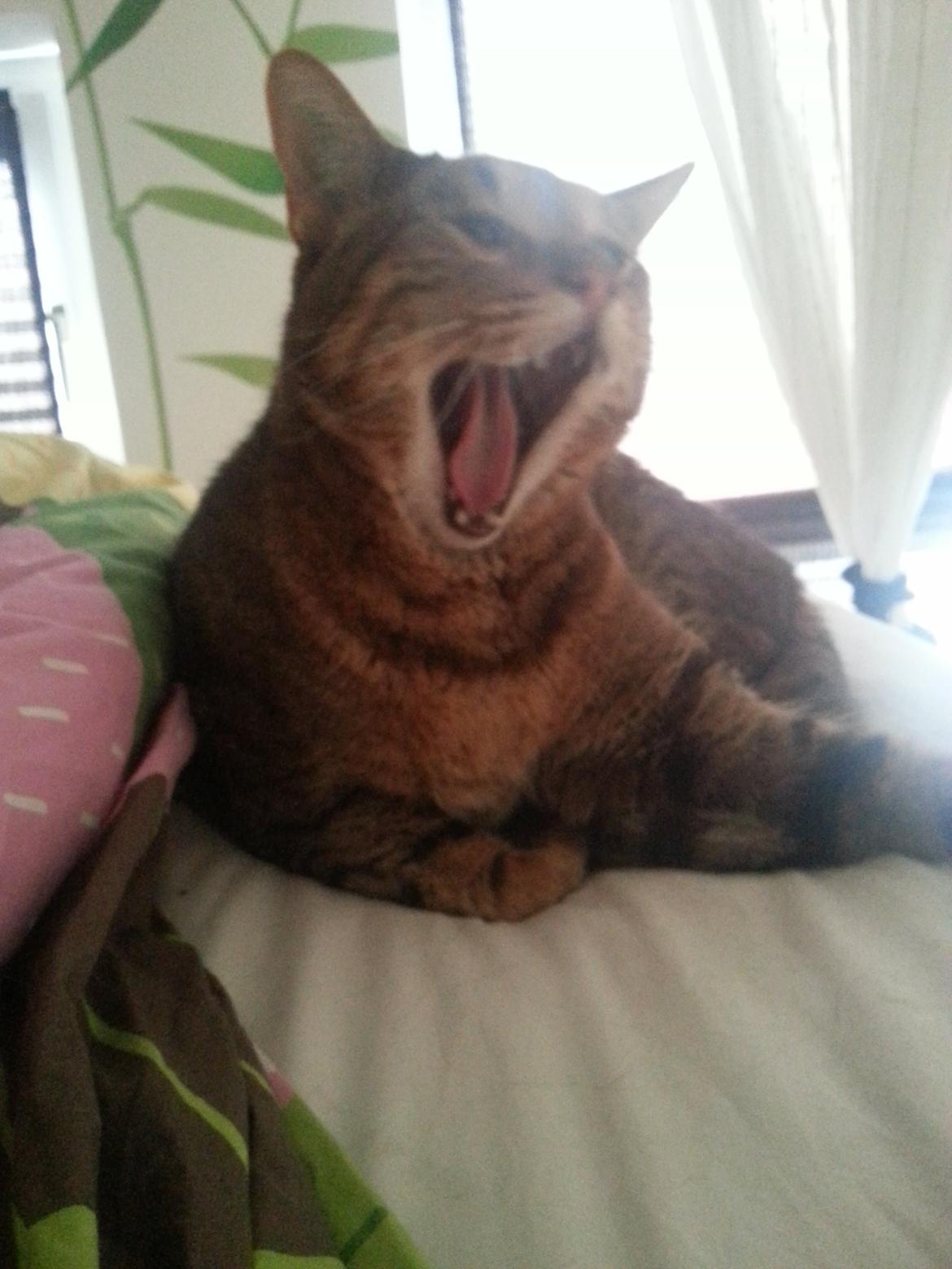 Huskat Tigermis billede 3