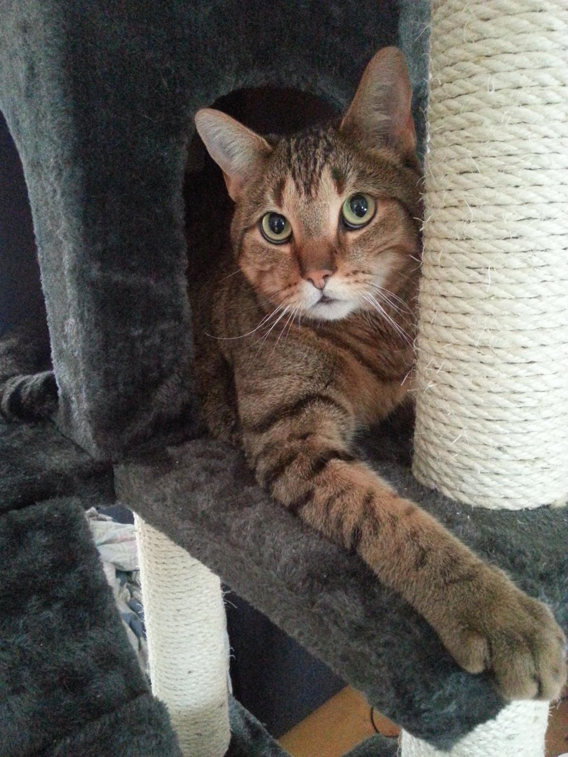 Huskat Tigermis billede 1