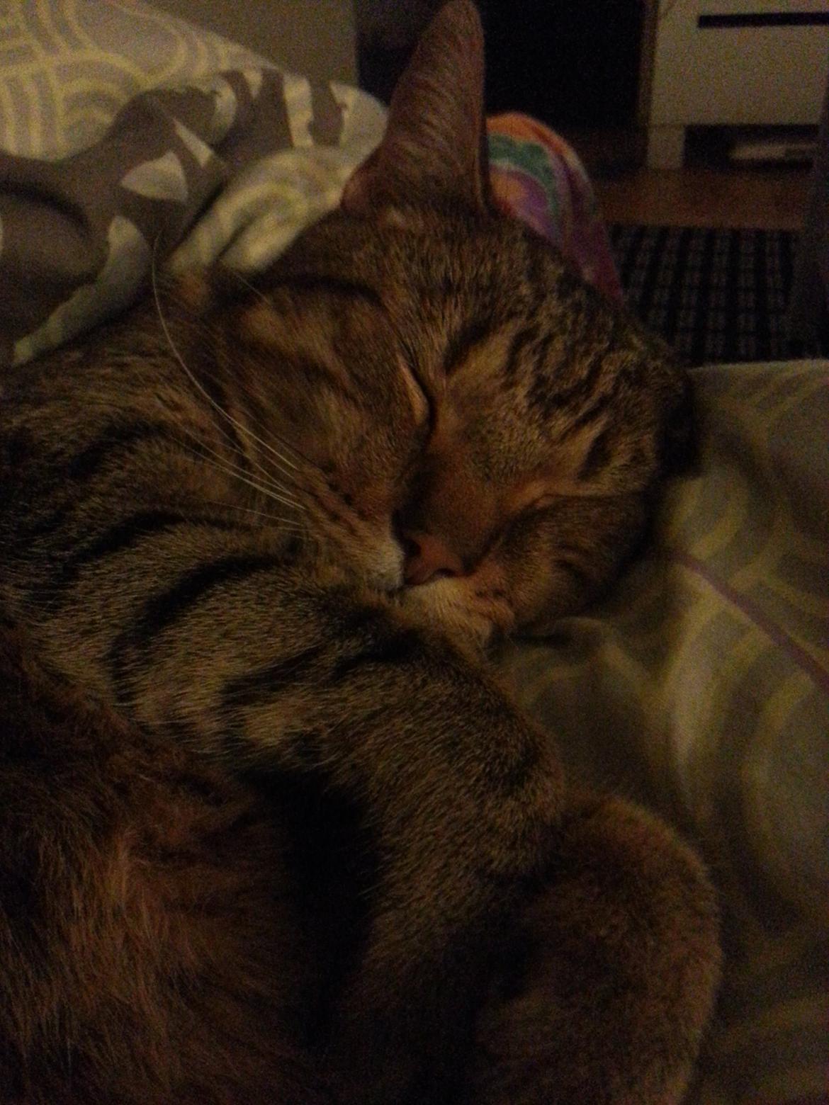 Huskat Tigermis billede 2