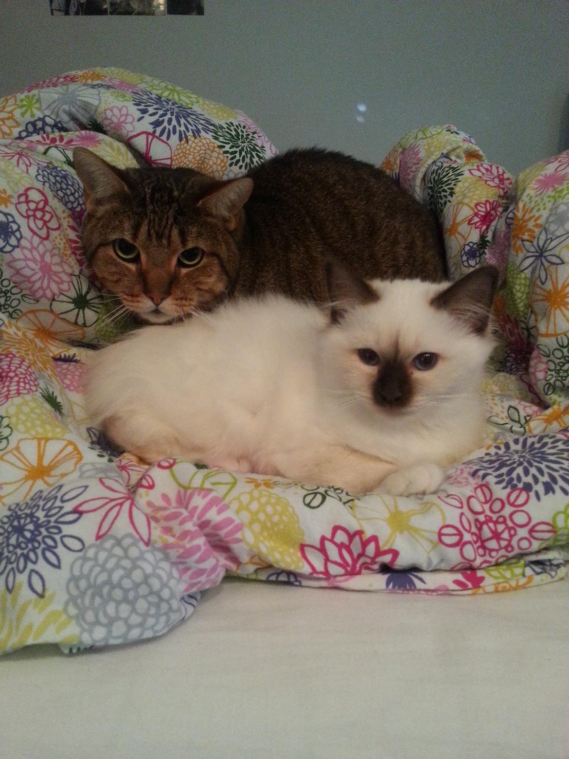 Hellig Birma Flicka - Tigermis og Flicka der putter i sengen. billede 14