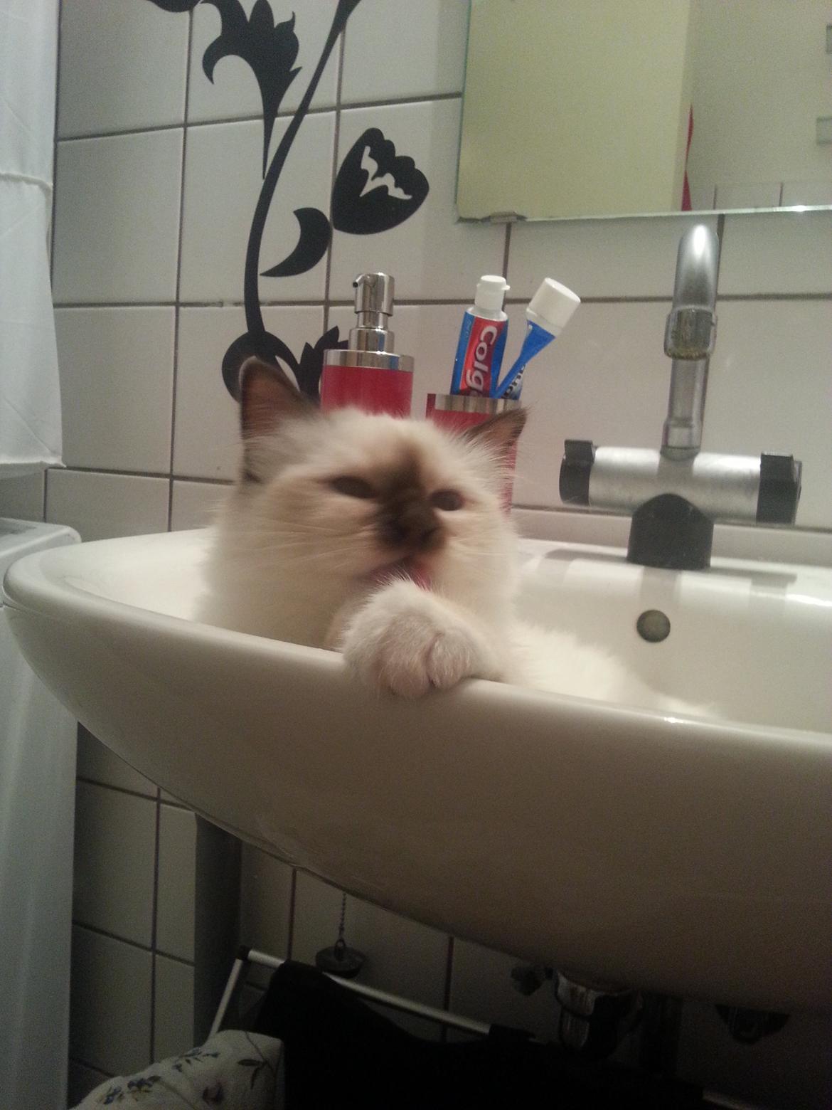 Hellig Birma Flicka - Vasken på badeværelset er bare det bedste! billede 15