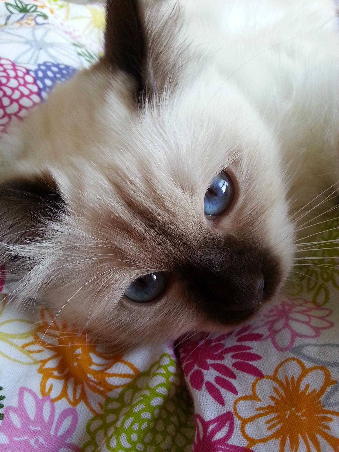 Hellig Birma Flicka - Så falder vi i søvn igen.... billede 9