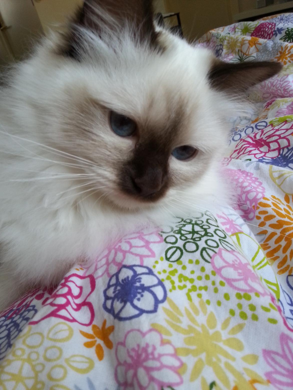 Hellig Birma Flicka - mus! billede 10