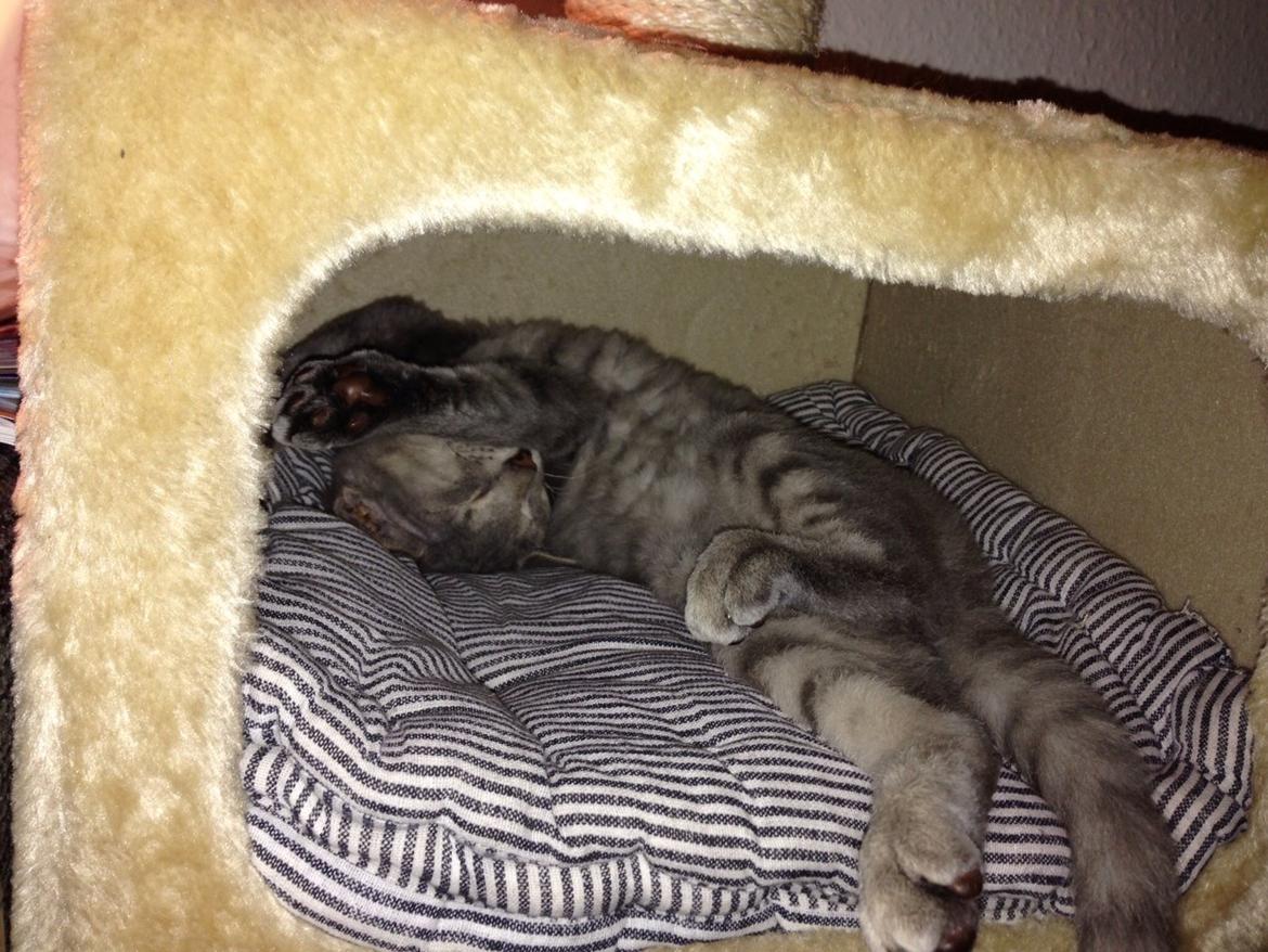 Blanding af racer Yoda billede 6