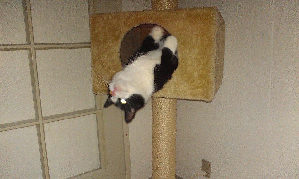 Huskat potten billede 4