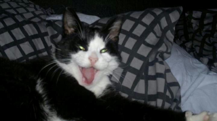 Huskat potten billede 5