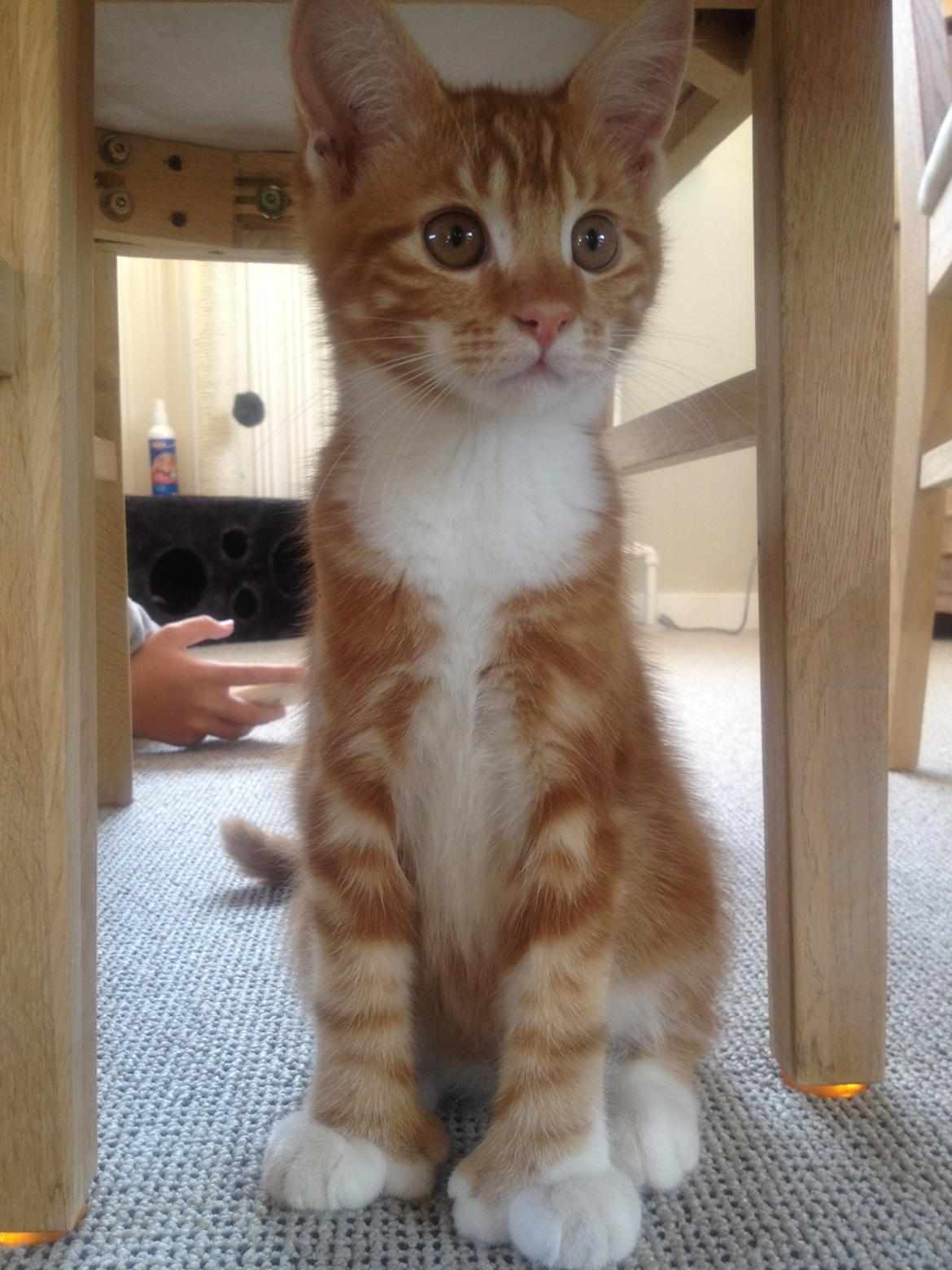 Blanding af racer Vimse (Halv Maine Coon) billede 2