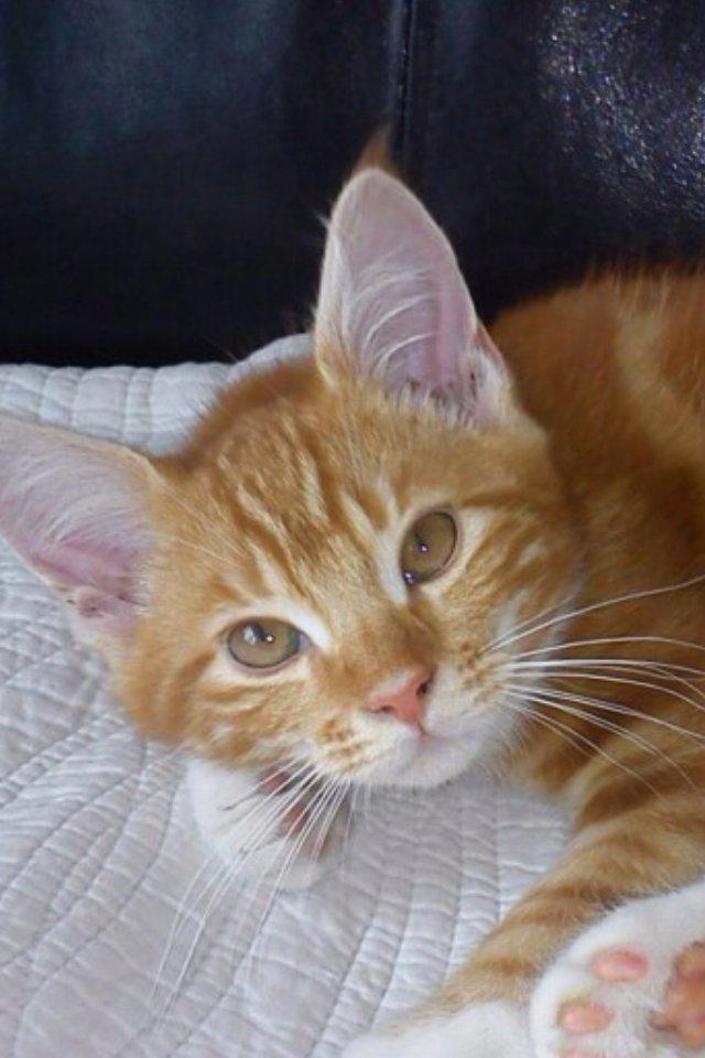 Blanding af racer Vimse (Halv Maine Coon) billede 1