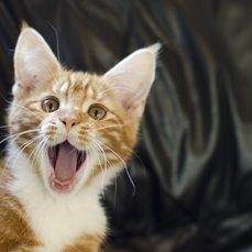 Blanding af racer Vimse (Halv Maine Coon) - Gaaaaaab... billede 4