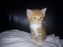 Blanding af racer Vimse (Halv Maine Coon) billede 8