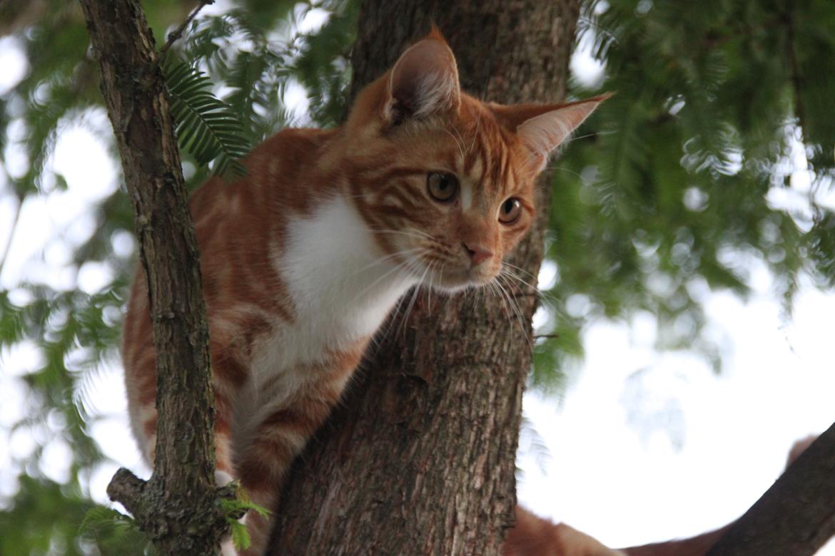 Blanding af racer Vimse (Halv Maine Coon) billede 6