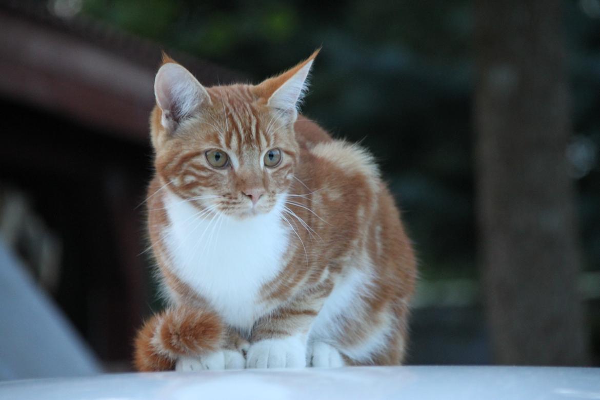 Blanding af racer Vimse (Halv Maine Coon) billede 7