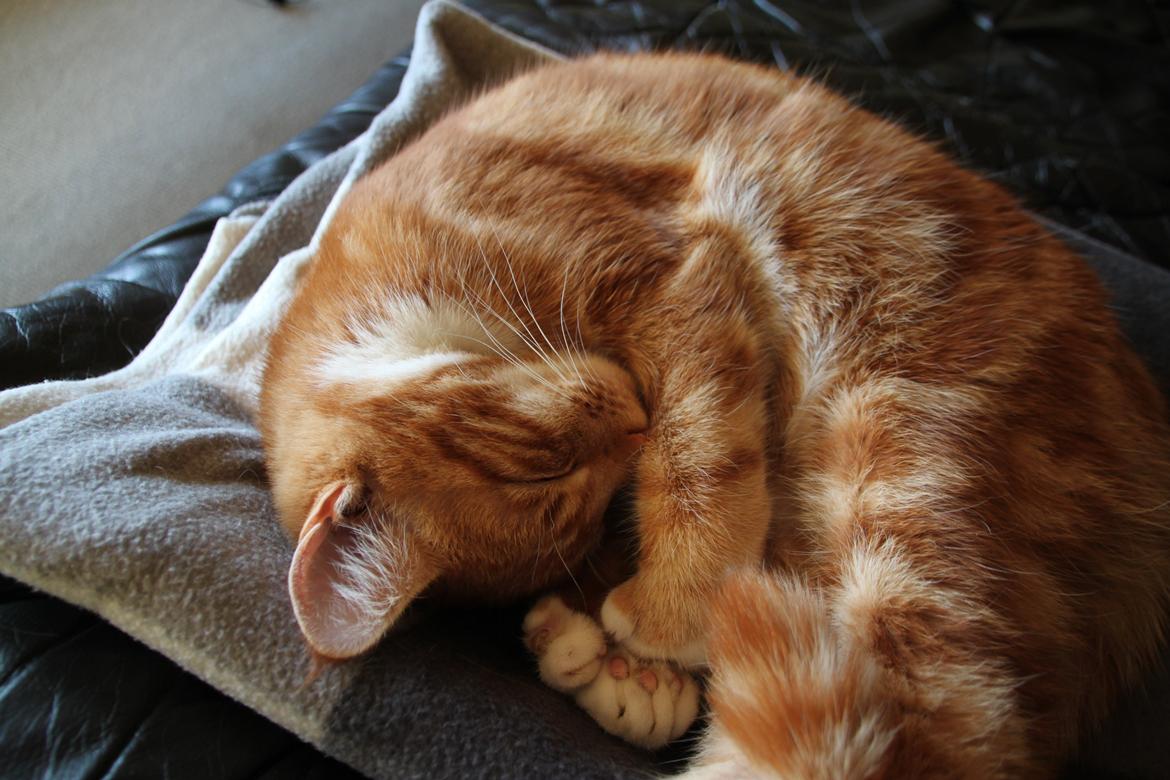 Blanding af racer Vimse (Halv Maine Coon) billede 9