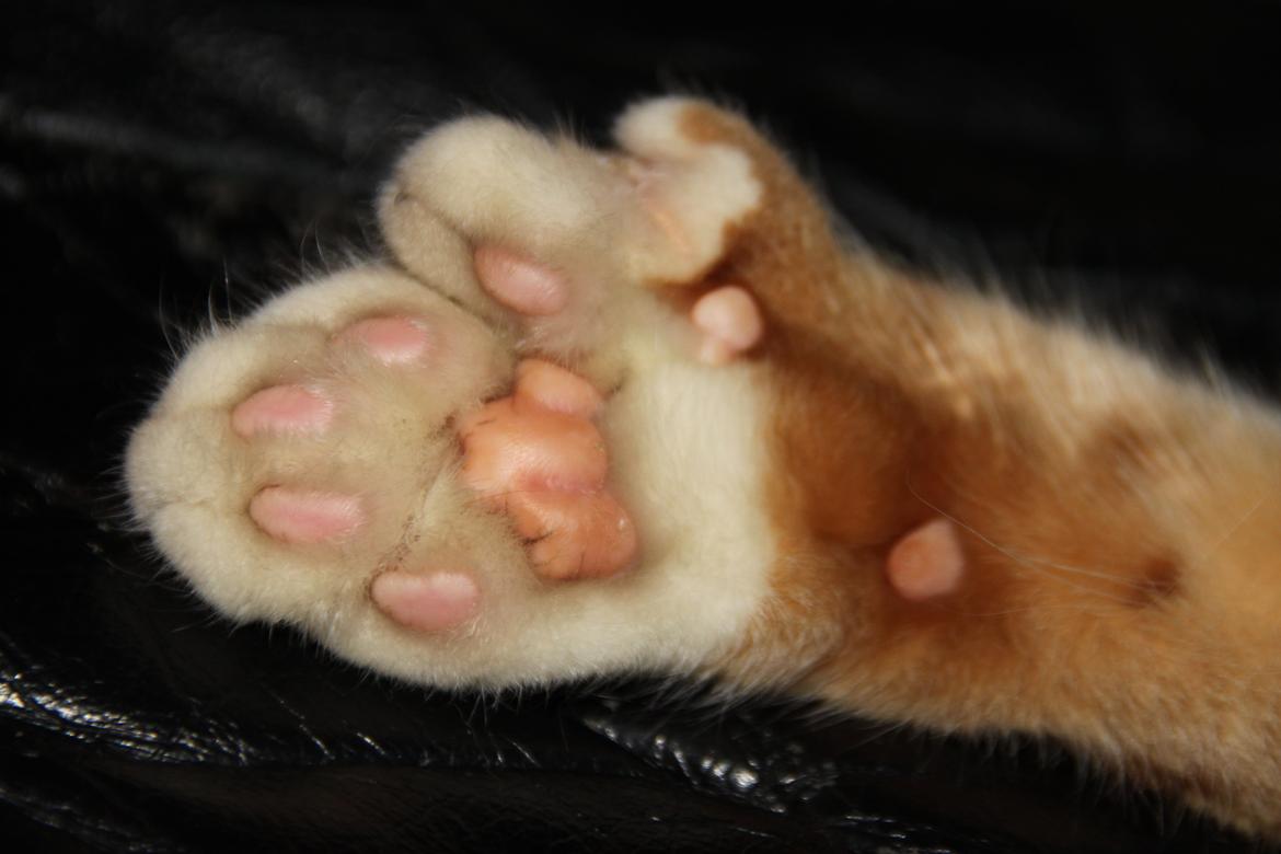 Blanding af racer Vimse (Halv Maine Coon) - Big foot!!! billede 11