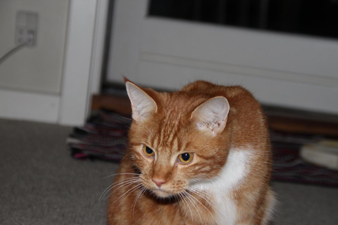 Blanding af racer Vimse (Halv Maine Coon) billede 12