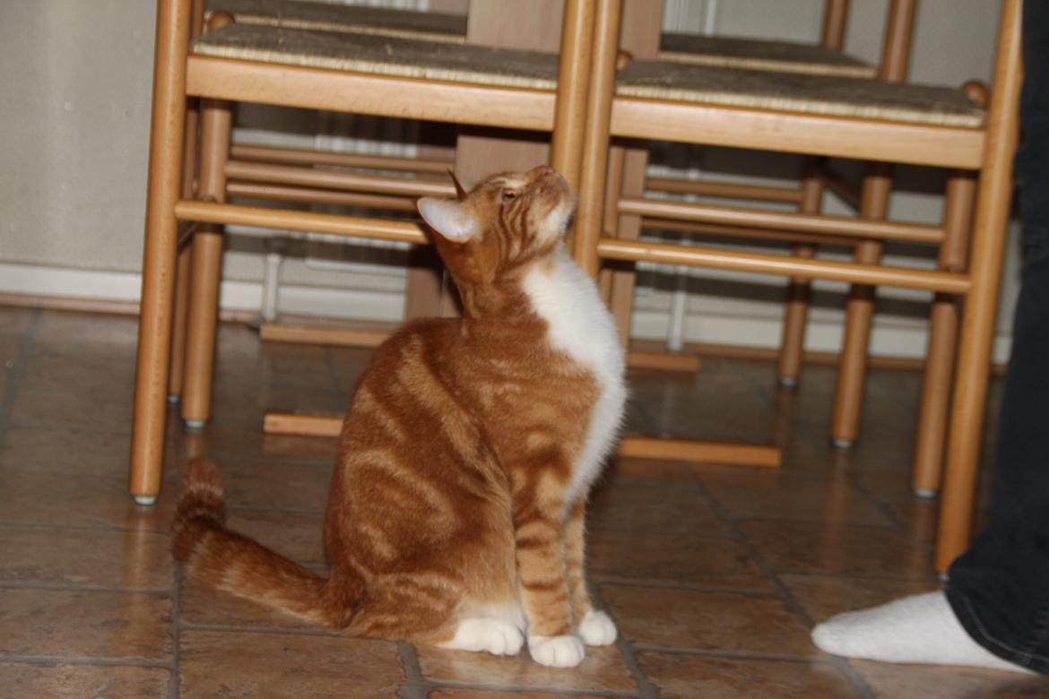 Blanding af racer Vimse (Halv Maine Coon) billede 13