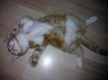 Blanding af racer Vimse (Halv Maine Coon) - Godnat... billede 3