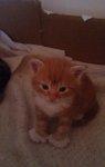 Blanding af racer Vimse (Halv Maine Coon) billede 5