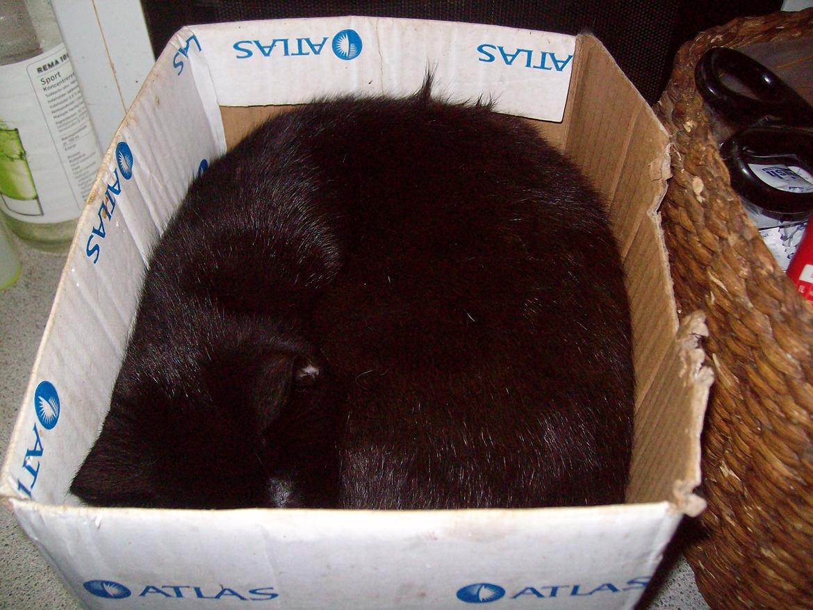 Huskat Blacki - Blacki i sin lille papkasse  billede 13