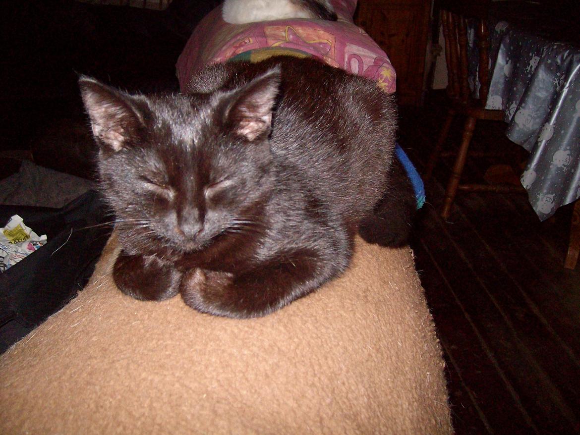 Huskat Blacki - Blacki på sofa ryggen  billede 14