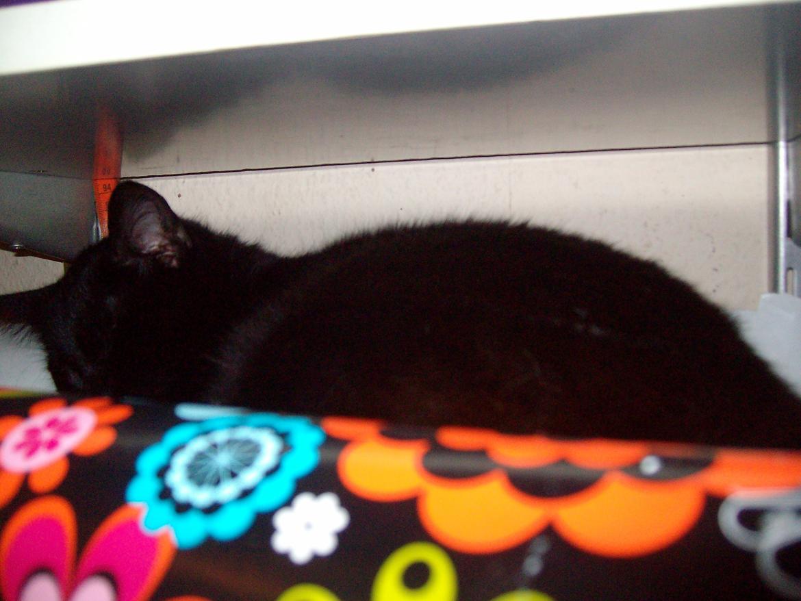 Huskat Blacki billede 15