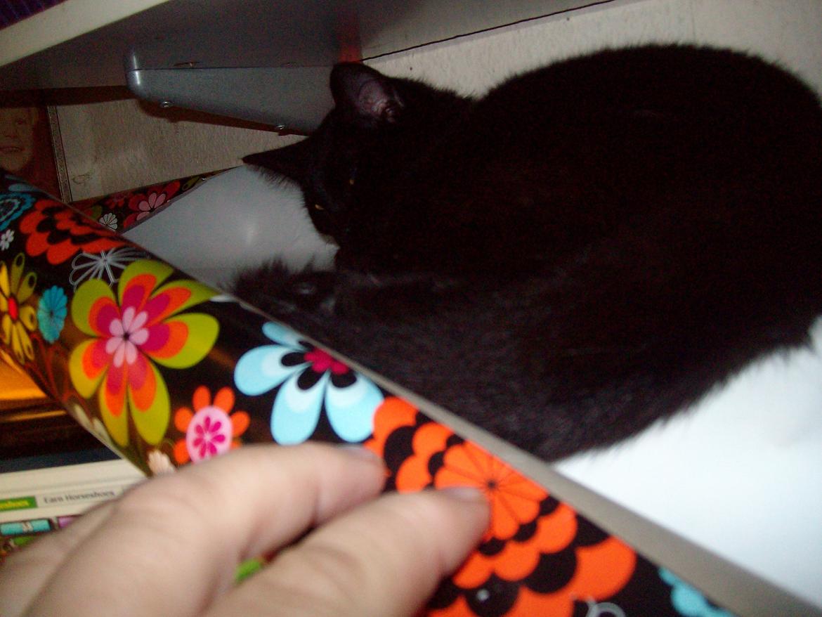 Huskat Blacki - Blacki på hylden til mit tastatur  billede 16