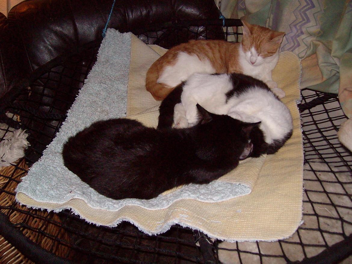 Huskat Blacki - Blacki i sansegyngen sammen med Benjamin og Joedbær ;) billede 17