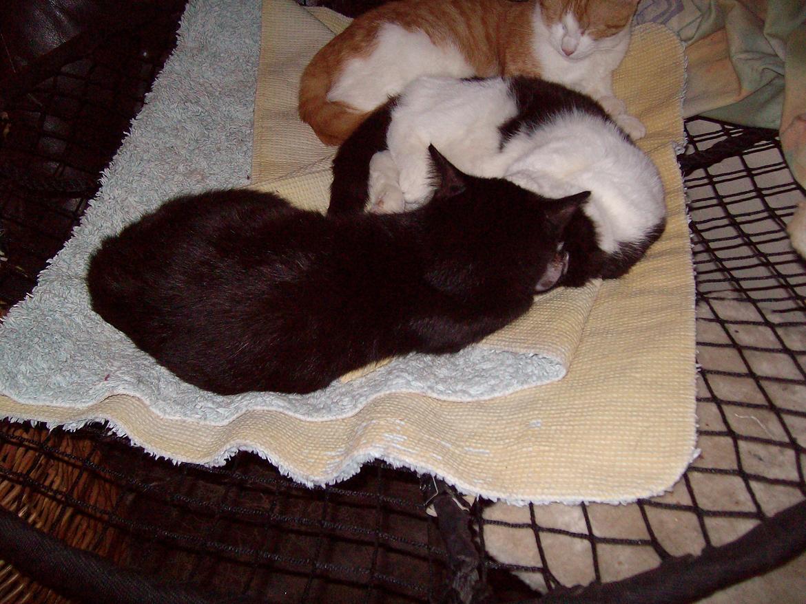 Huskat Blacki billede 18