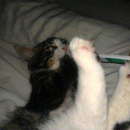 Blanding af racer liam billede 3