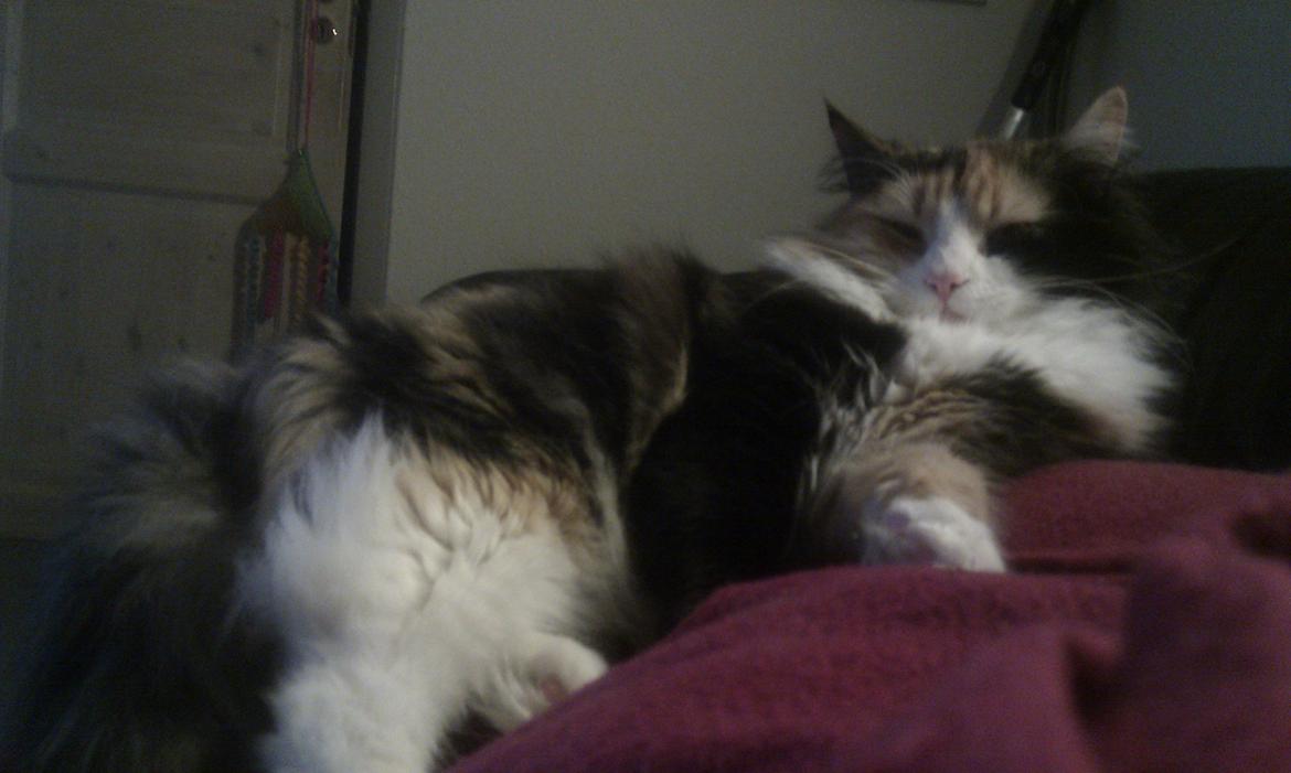 Blanding af racer Saga billede 1