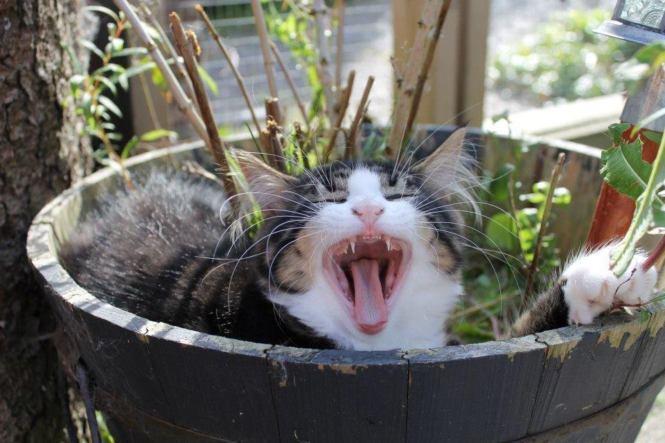 Blanding af racer liam billede 1