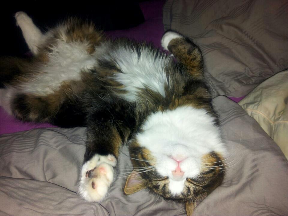 Blanding af racer liam billede 6