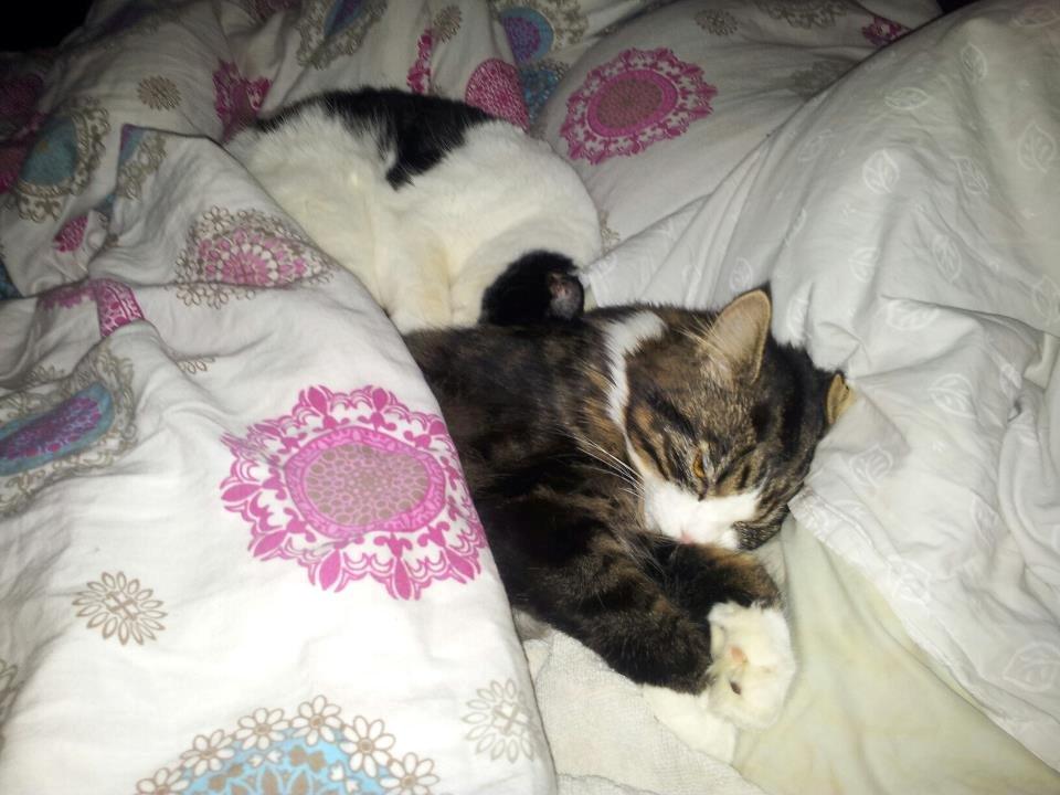 Blanding af racer liam - her er jeg lige blevet kastereret. det var i mandags den. 7/1-13 billede 7