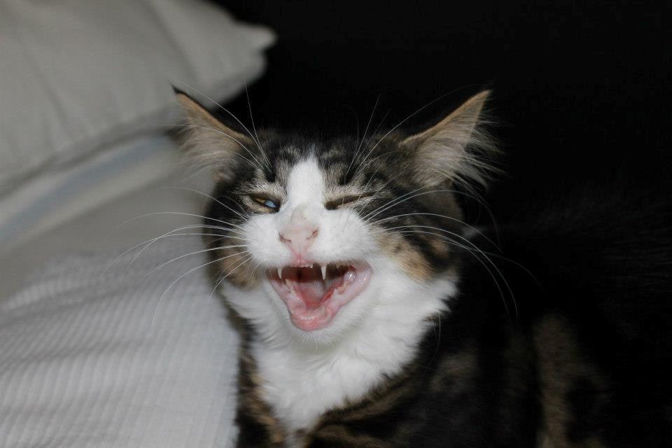 Blanding af racer liam billede 8