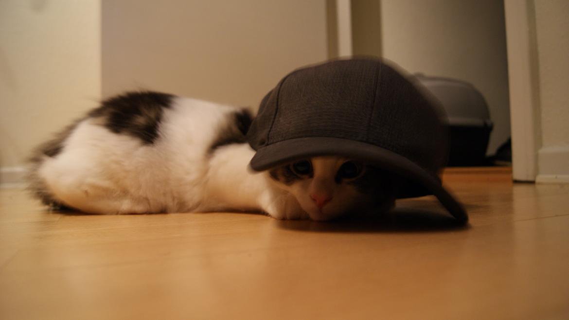 Blanding af racer Brutalis billede 10