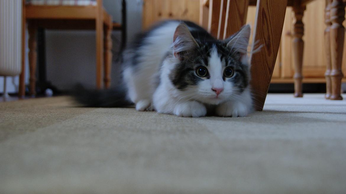 Blanding af racer Brutalis billede 11