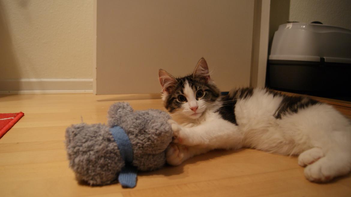 Blanding af racer Brutalis billede 12