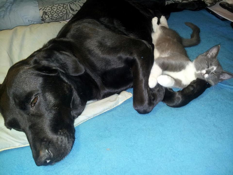 Blanding af racer Buller - Her har jeg været så heldig at få lov & sove med min store bror Balder, normalt gider han mig ikke, fordi jeg driller :) billede 4