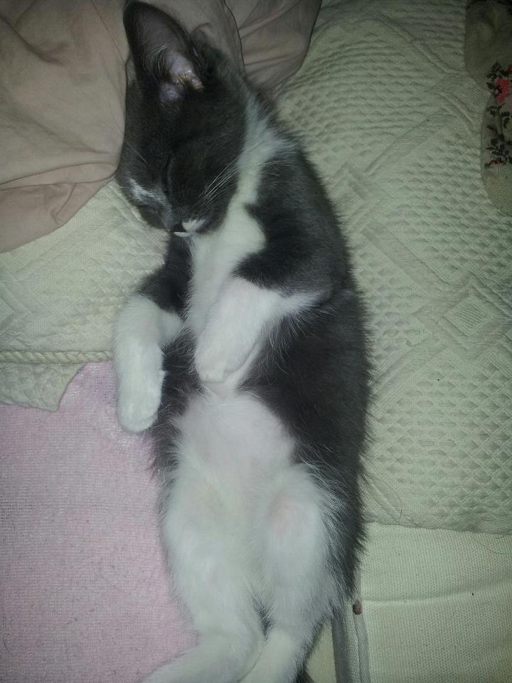 Blanding af racer Buller - Mig der putter <3 billede 5