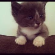 Blanding af racer Buller - <3 billede 10