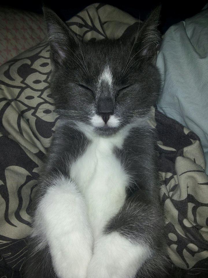 Blanding af racer Buller - Mig der ligger & sover <3 billede 3