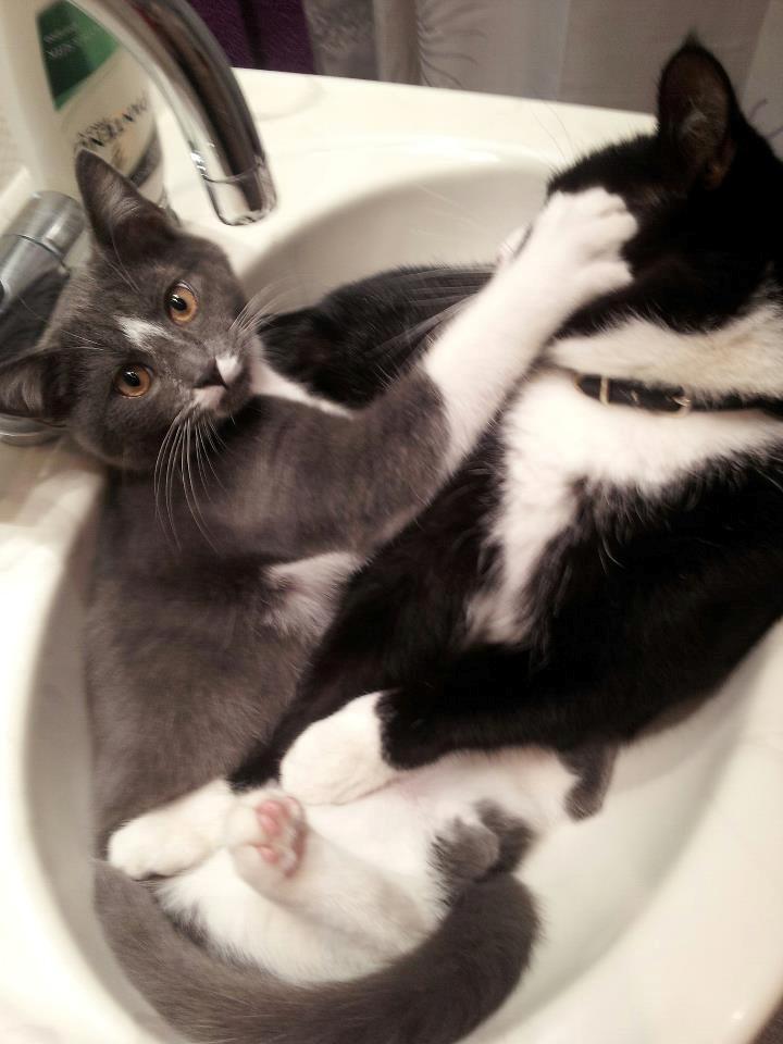 Blanding af racer Buller - Jeg er en rigtig drillepiind ;) billede 7