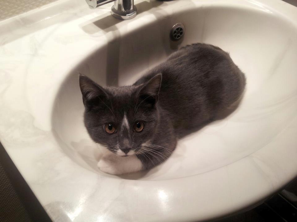 Blanding af racer Buller - Når store bror kan ligge der, kan jeg også! billede 8