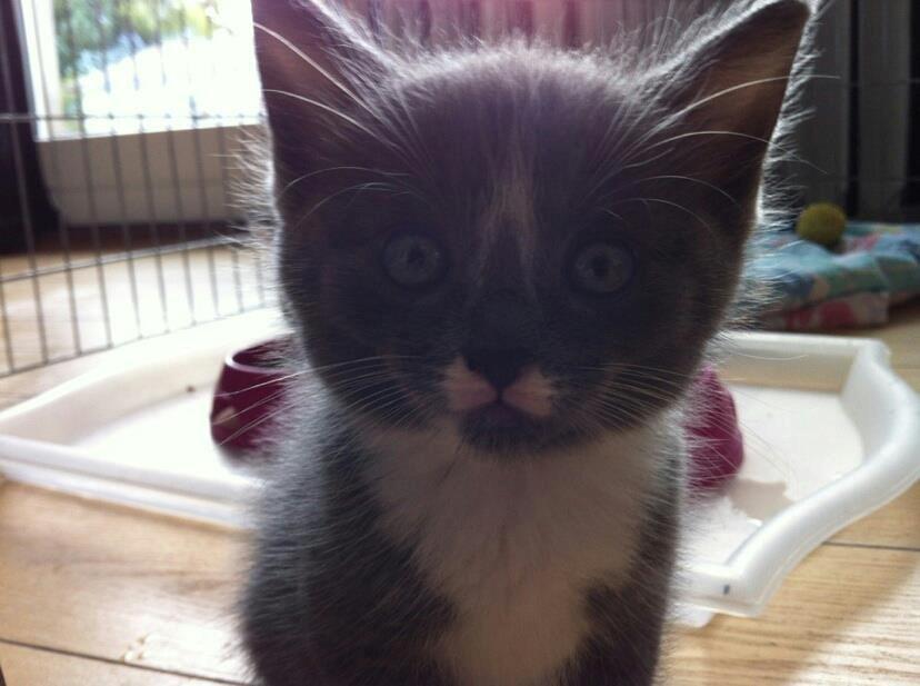 Blanding af racer Buller - Mig da jeg stadig boede hos min mismor i jylland :) billede 9