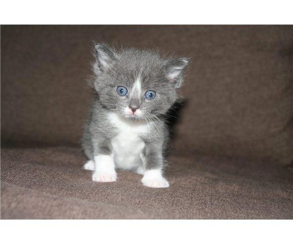 Blanding af racer Buller - Det første billede der blev taget af mig :) billede 11