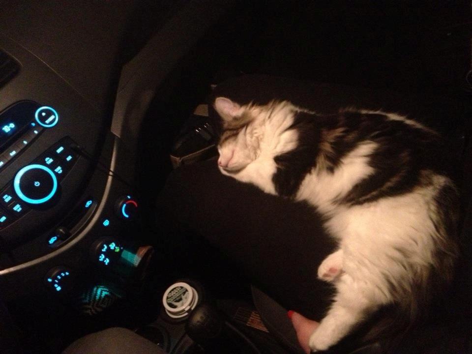 Blanding af racer Brutalis billede 13