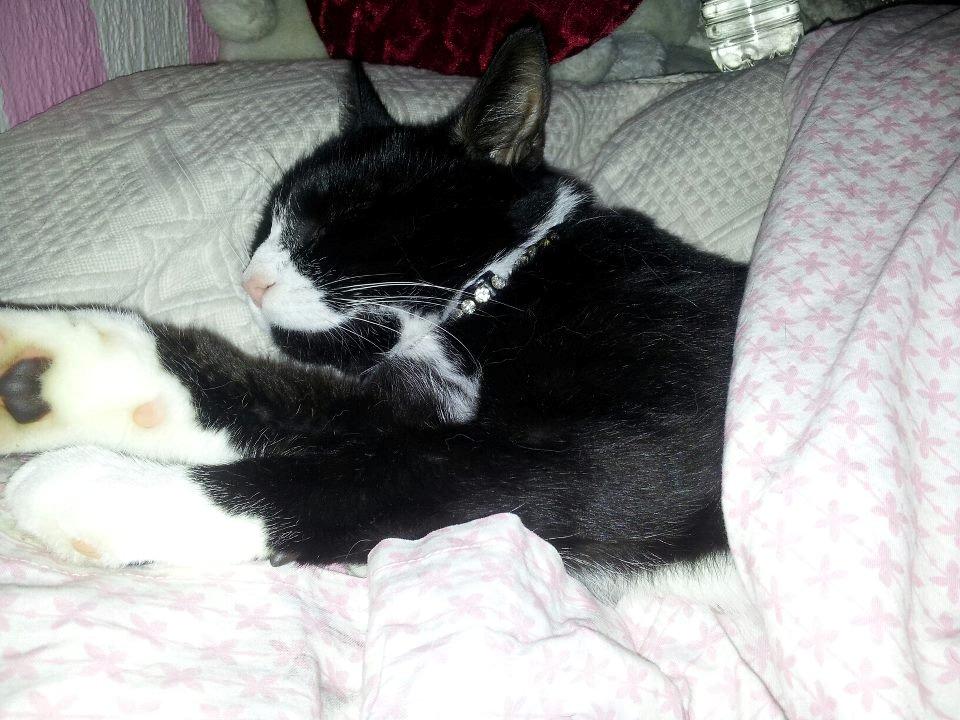 Huskat Jensen - Det skønt og sove i sengen :)
 billede 10